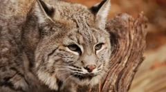 Vörös hajú lynx (bobet)